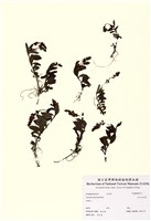 藏品(高山水苦賈)的圖片